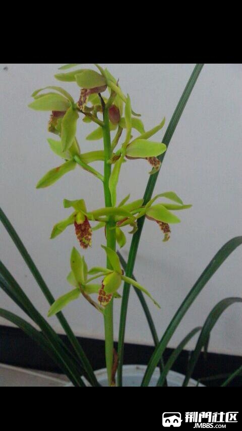 蕙兰之普通绿惠 欣赏!