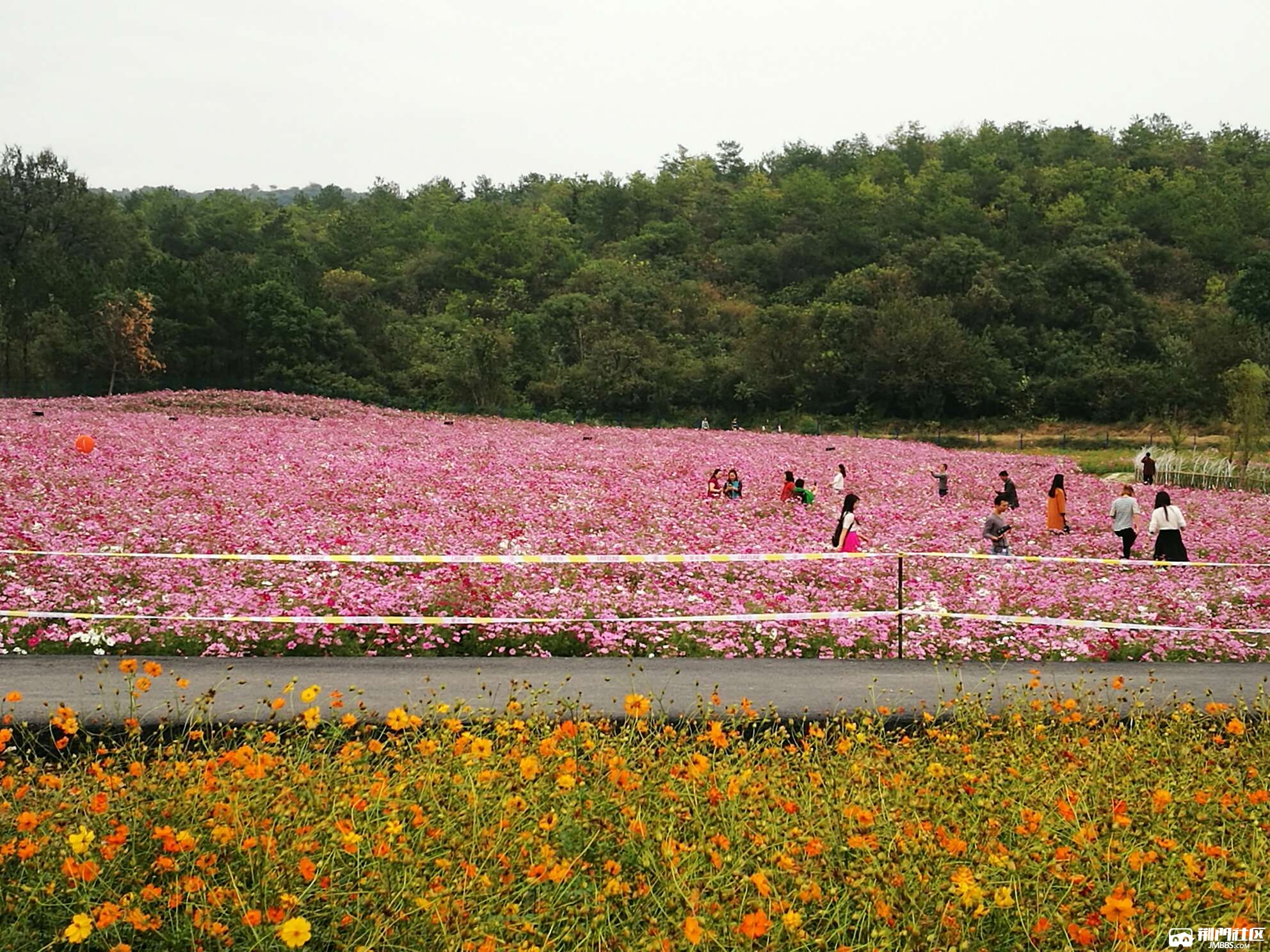 荊門聖境花谷