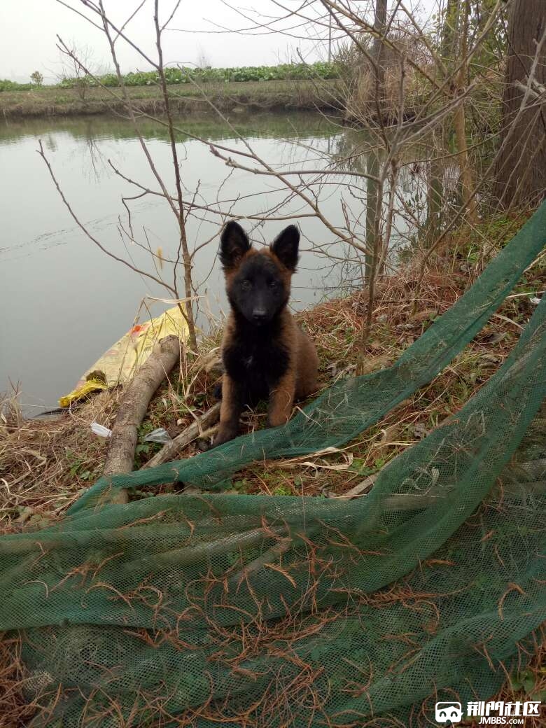 拉布拉多串马犬图图片