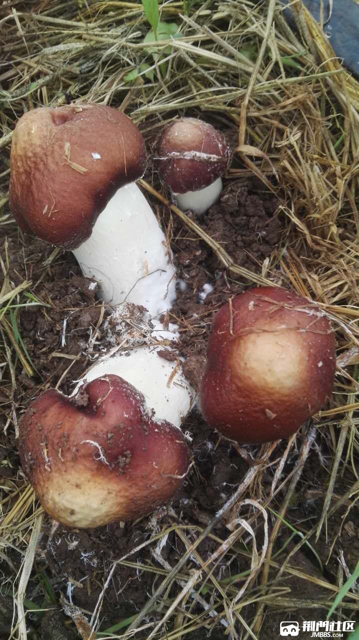 菌中之王赤松茸首现荆门