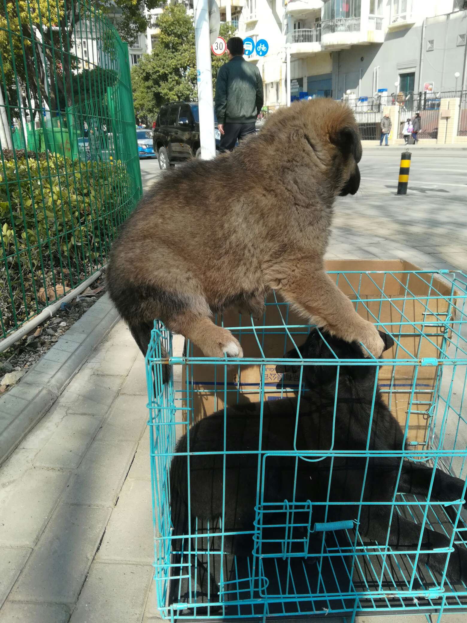 高加索串德牧300