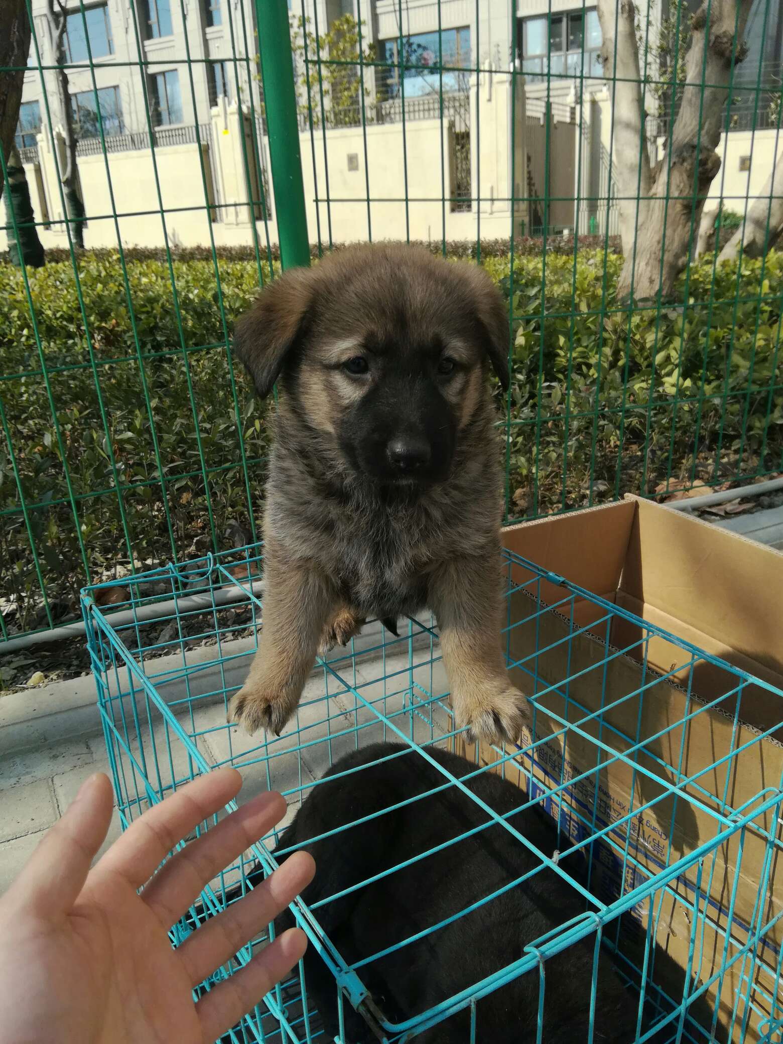 高加索犬串德牧.