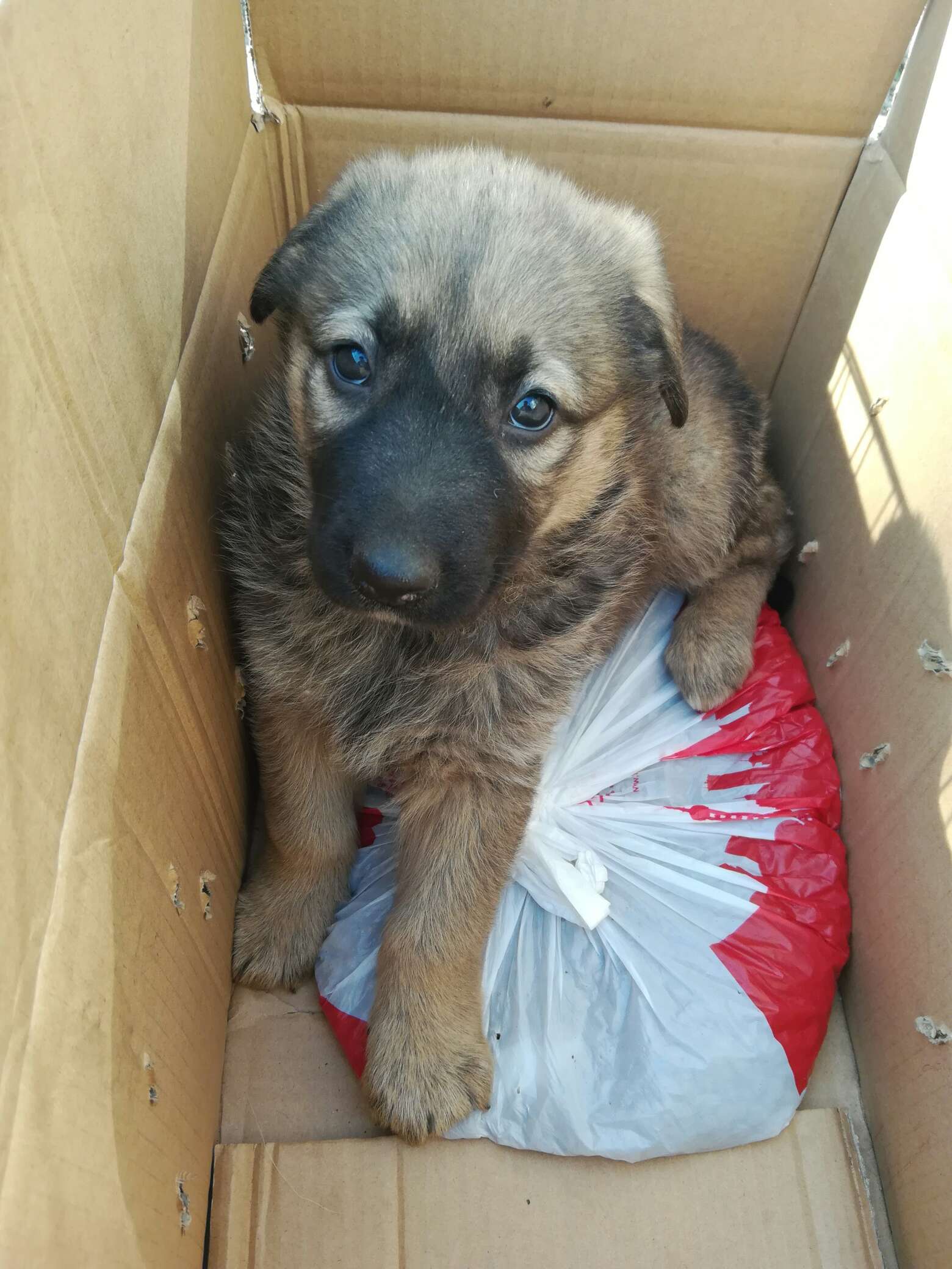 高加索犬串德牧