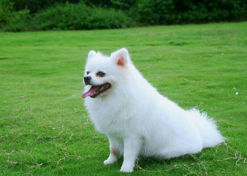 家养博美便宜出售,还有一只花色的,价格,500元.2月17号满月.