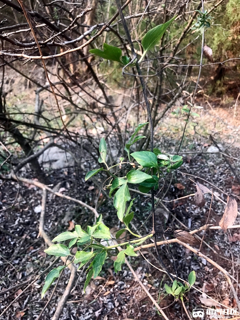 特别呼吁荆门人请不要上山偷挖野刺藤象山在哭泣