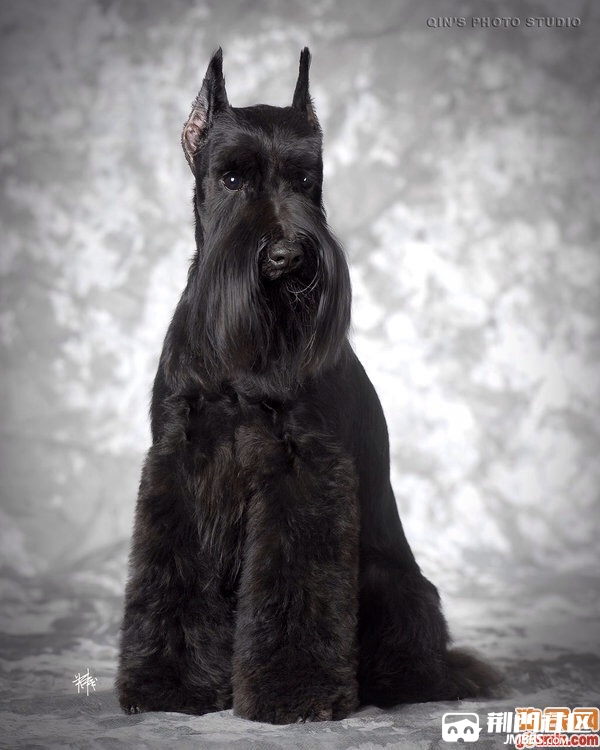 雪瑞纳犬纯黑图片