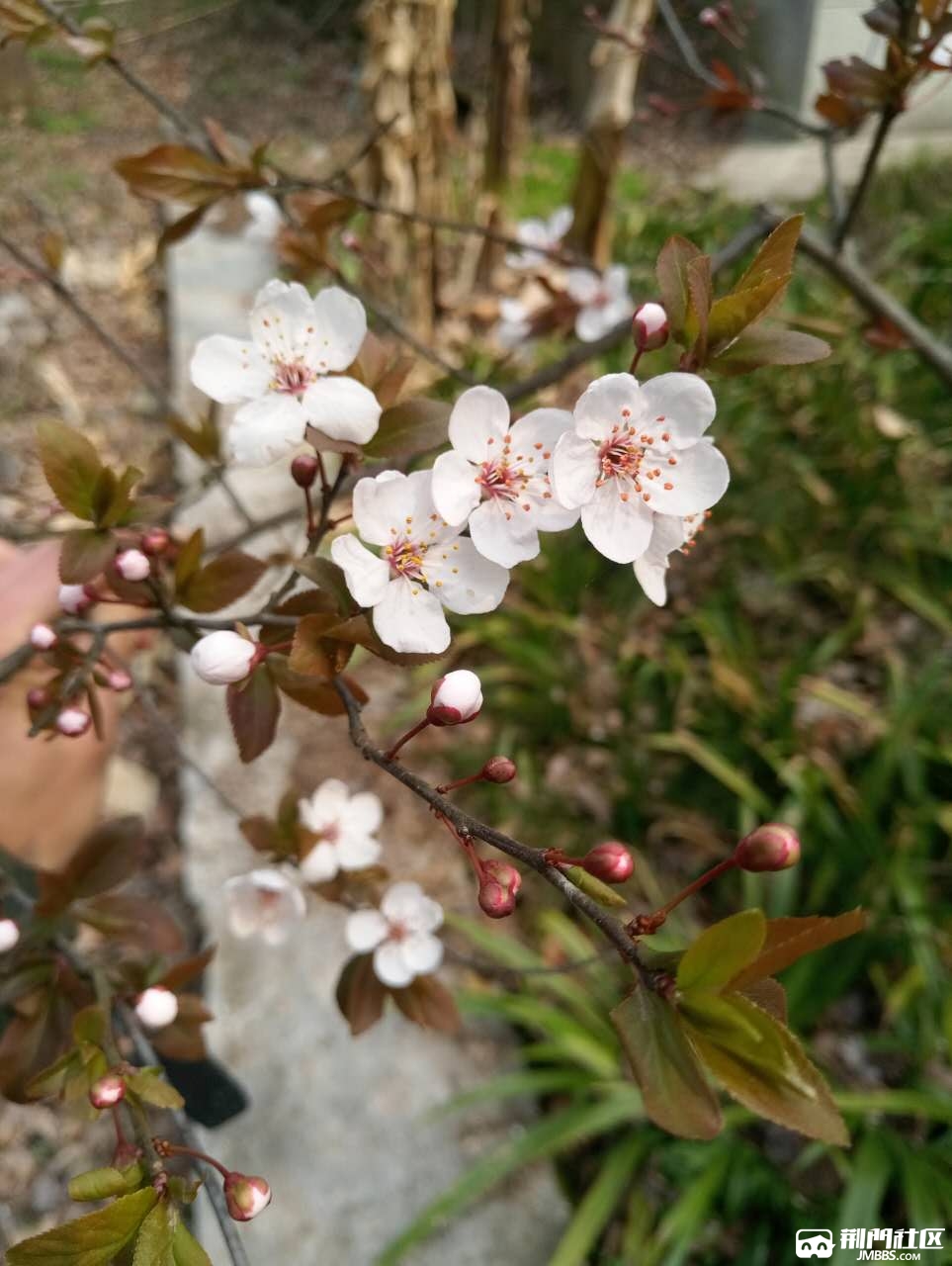 卧花听雨眠,且看流年