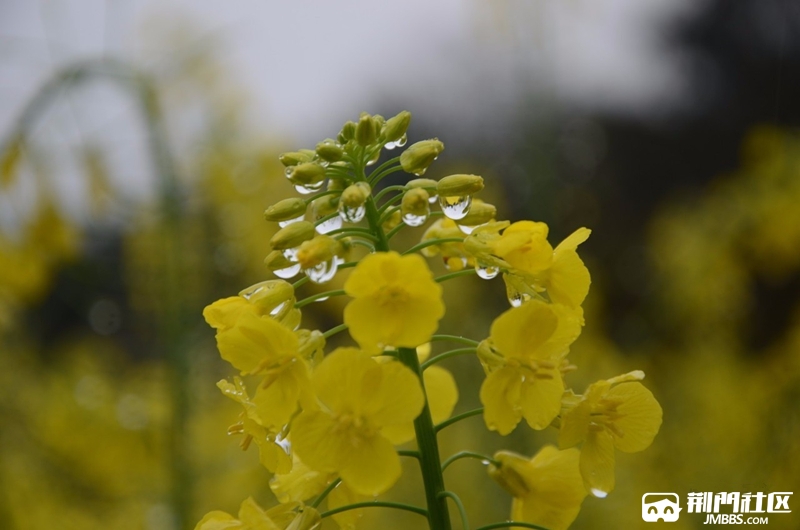 卧花听雨眠,且看流年