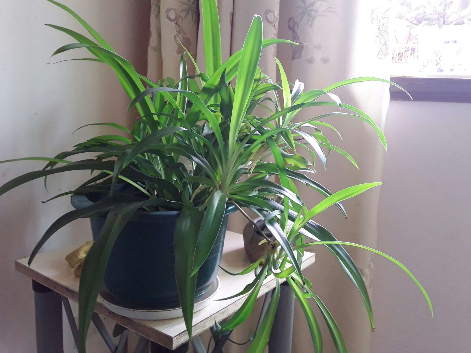 养了三年的青兰 - 我是拍客 - 荆门社区 - 强势