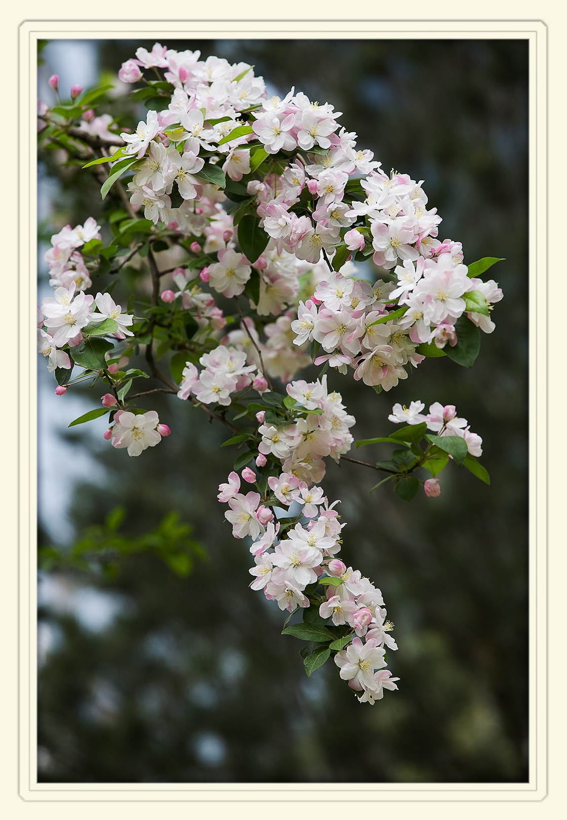 相机摄影春天的色彩no15又到海棠花盛开