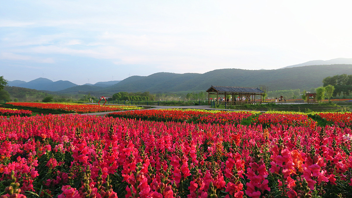 圣境山花谷 - 我是拍客 - 荆门社区 - 强势媒体 荆门门户