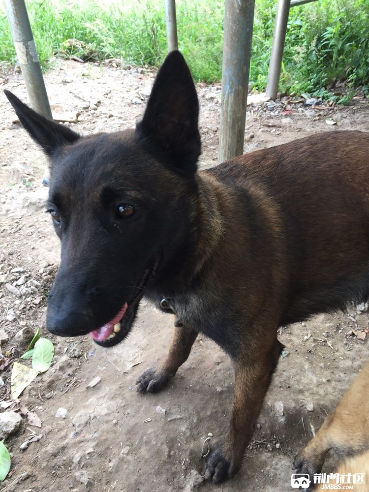 喜欢德国牧羊犬和马犬的亲