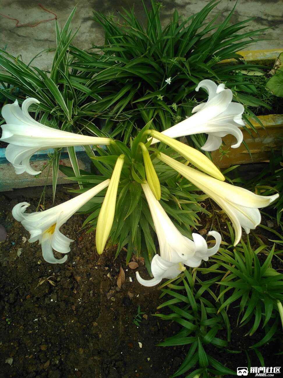 百合花开了,单株8朵花哟!新品种啦.