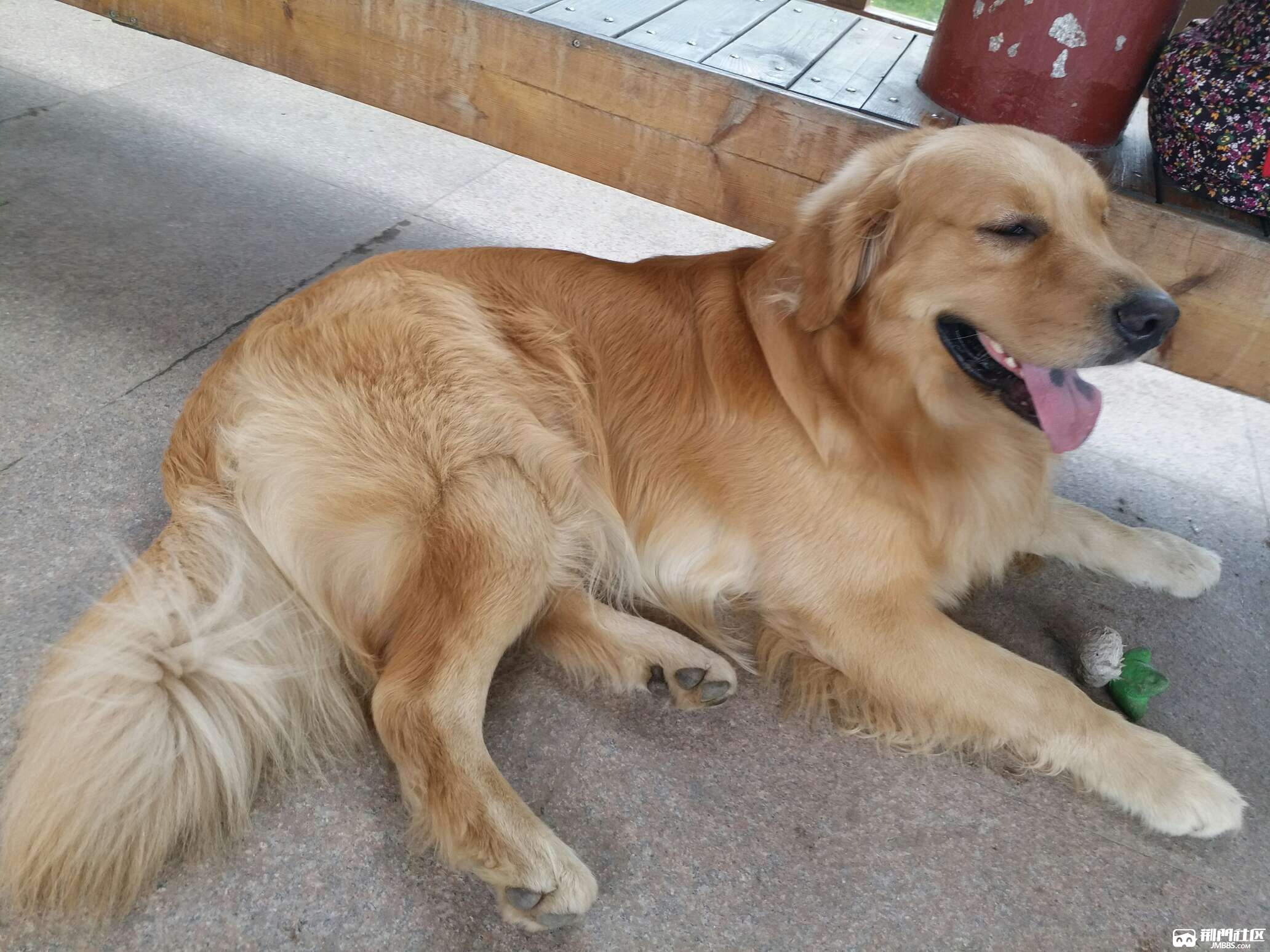 满月金毛出售大头粗腿个大毛色好支持看狗