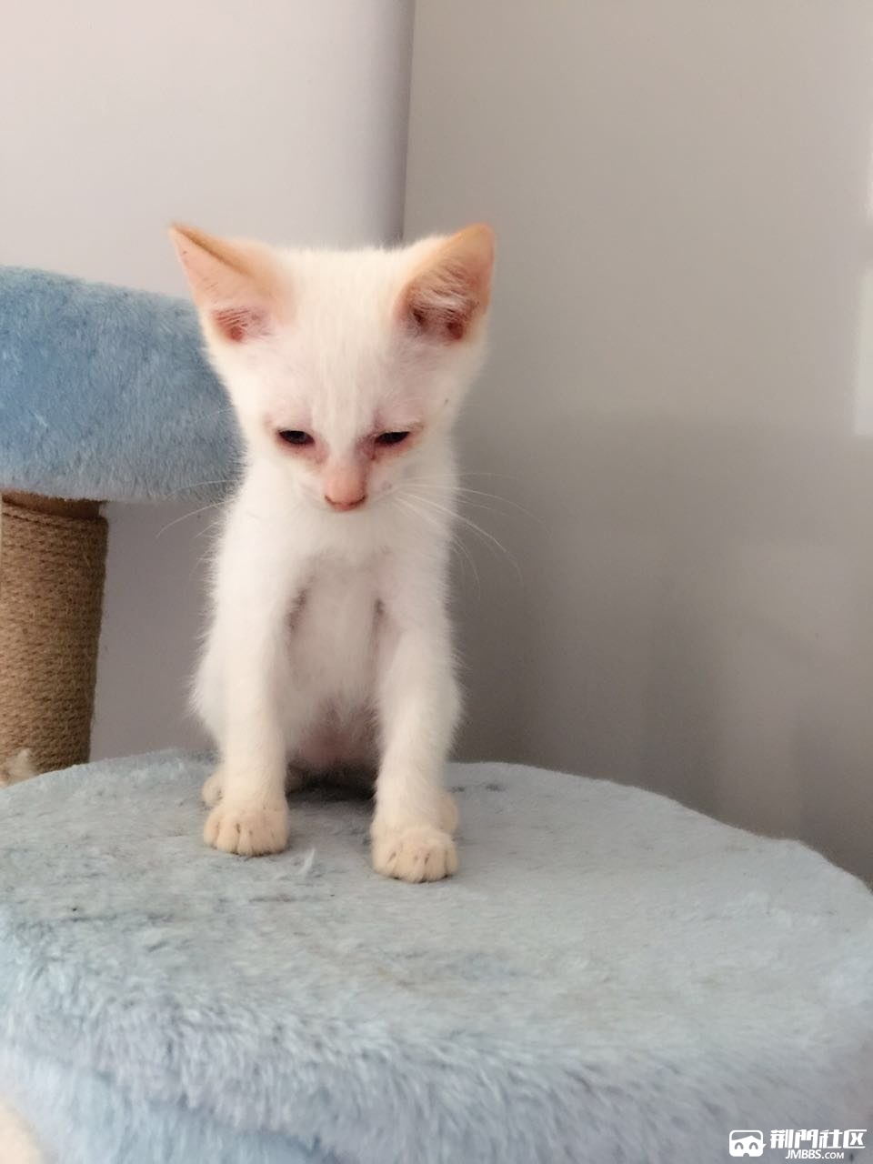 领养或购买家养的白色田园小猫咪