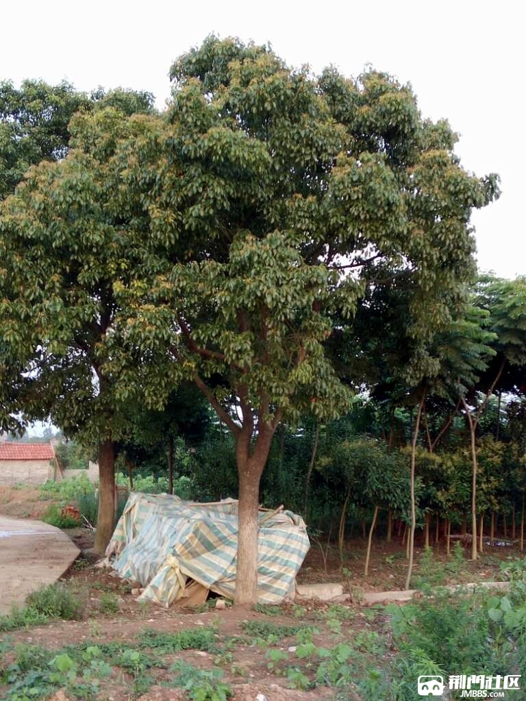 家里有颗香樟树想卖掉!有谁估个价!外边这颗