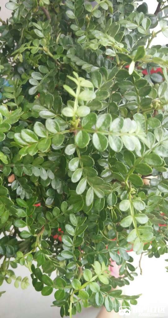 胡椒木老掉叶子怎么办