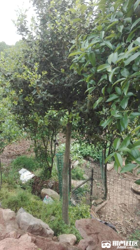 出售长青狗骨树,老鼠刺