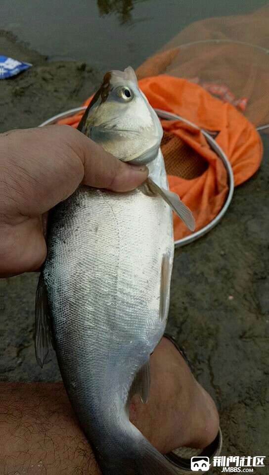 荆门鱼群 - 荆门社区 - 强势媒体 荆门门户 【官网】