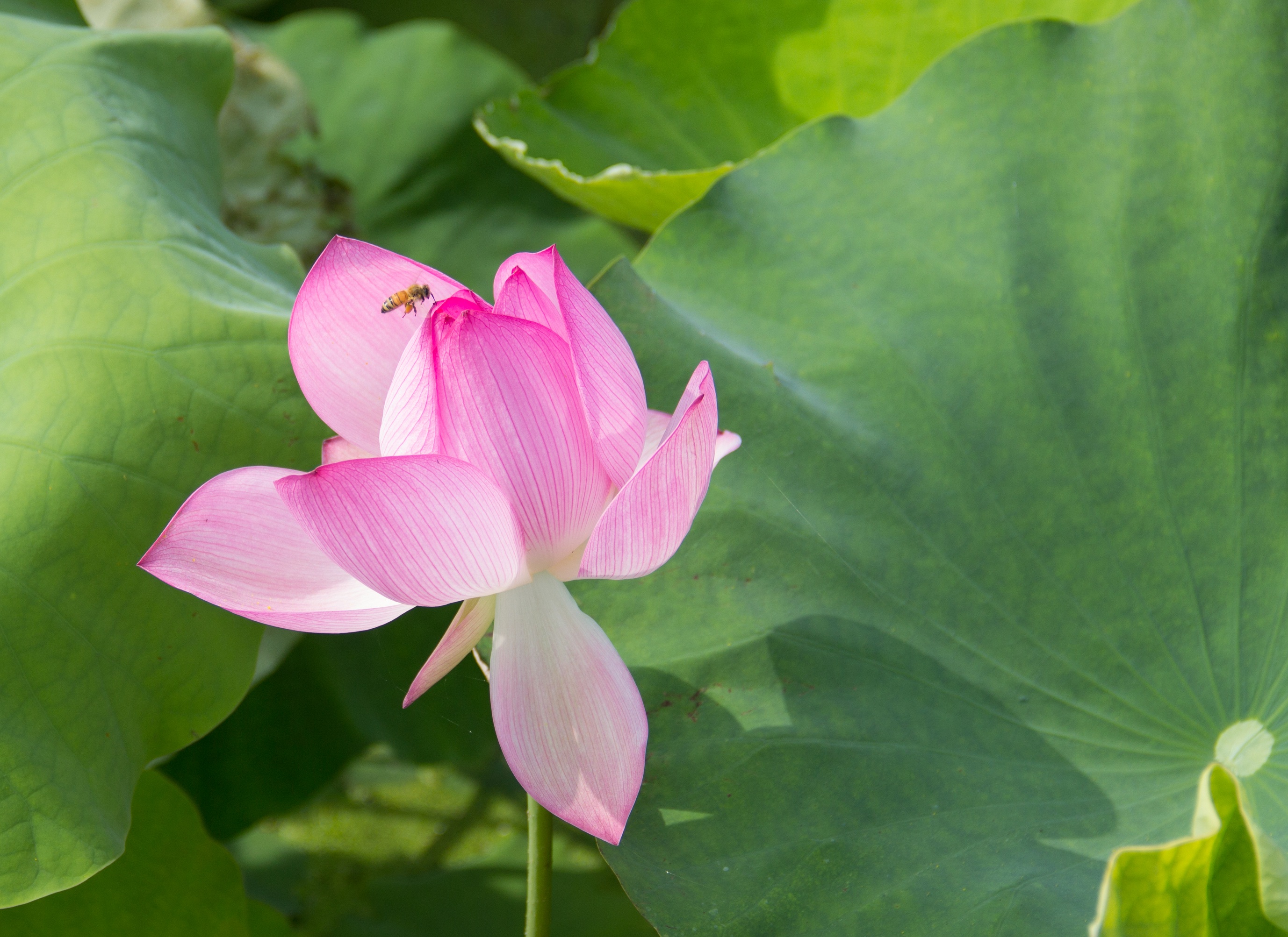 【七月摄影】满塘荷花星星点点 一片碧波姹紫嫣红