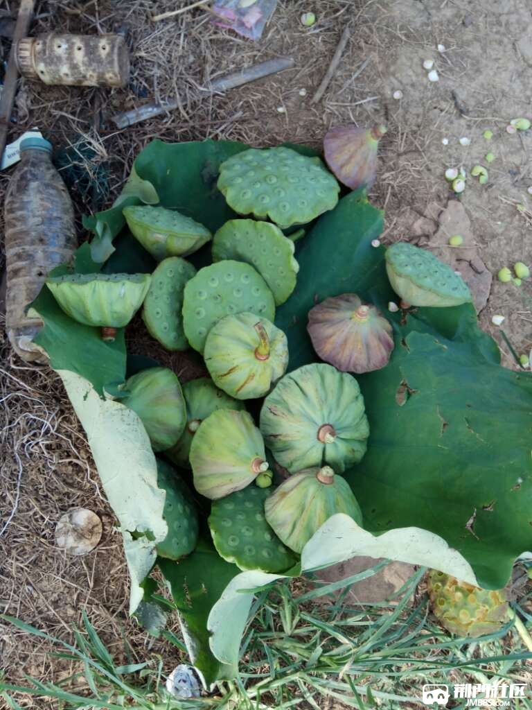 去早了,不然有莲蓬吃,今天三钓友没带蚯蚓,饵料小鱼闹窝