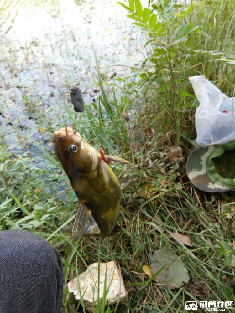 喜欢钓黄骨鱼的过来,随随便便七八斤还是很容易的啊