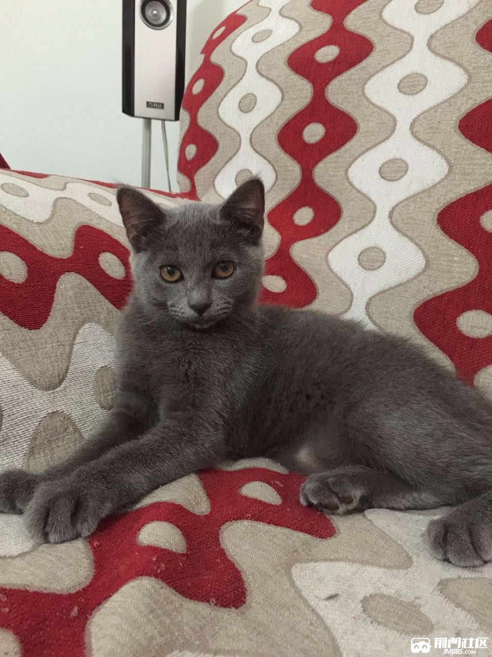 一岁母英短蓝猫低价转