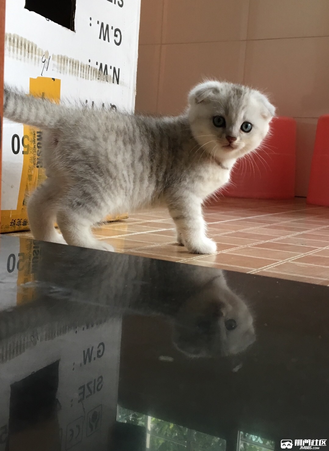 折耳幼猫,有偿领养