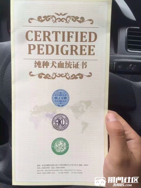 血统金毛,哈士奇种公