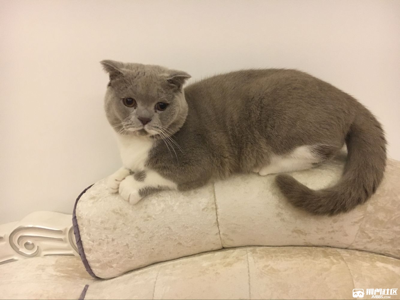 【家有懒猫】☆☆丁香加白英短折耳求猫妹子(求配种)