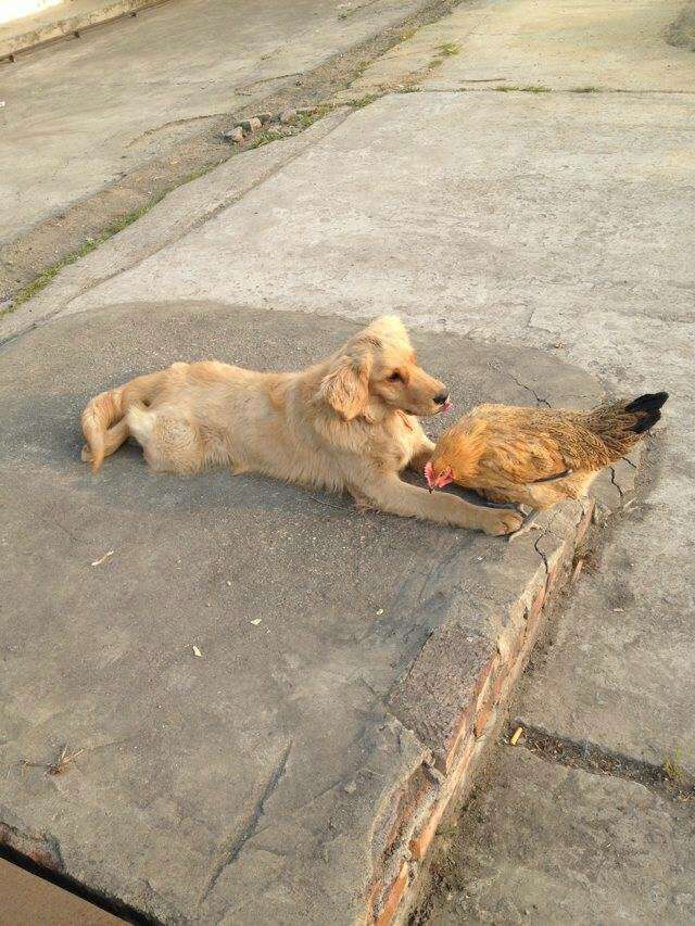 金毛狗与鸡的斗争