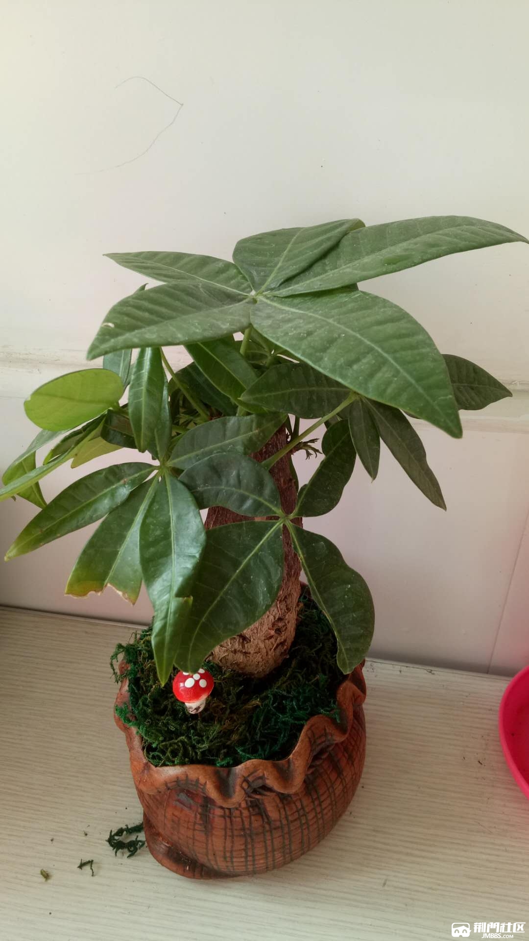 朋友送的发财树