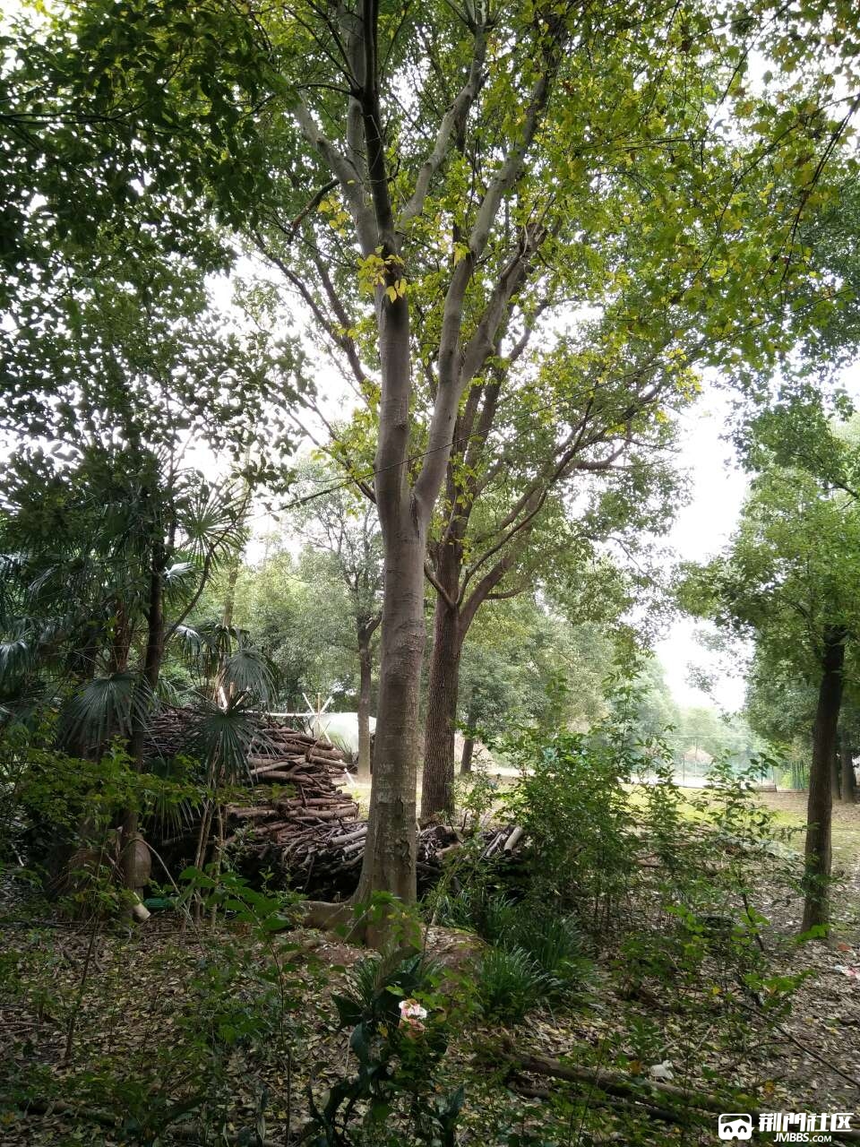 自家苗圃苗木出售:35公分移栽五年精品全冠朴树,45,40,38,35,30,28