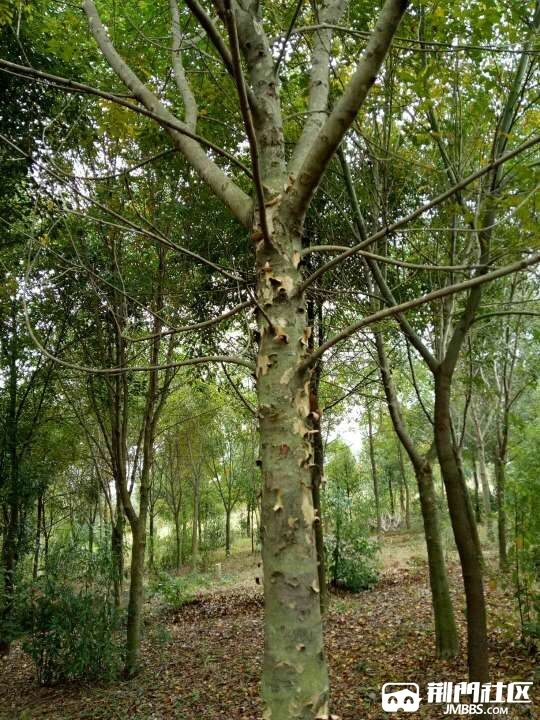 出售光蜡树又名斑皮白蜡可用于行道小区绿化直径