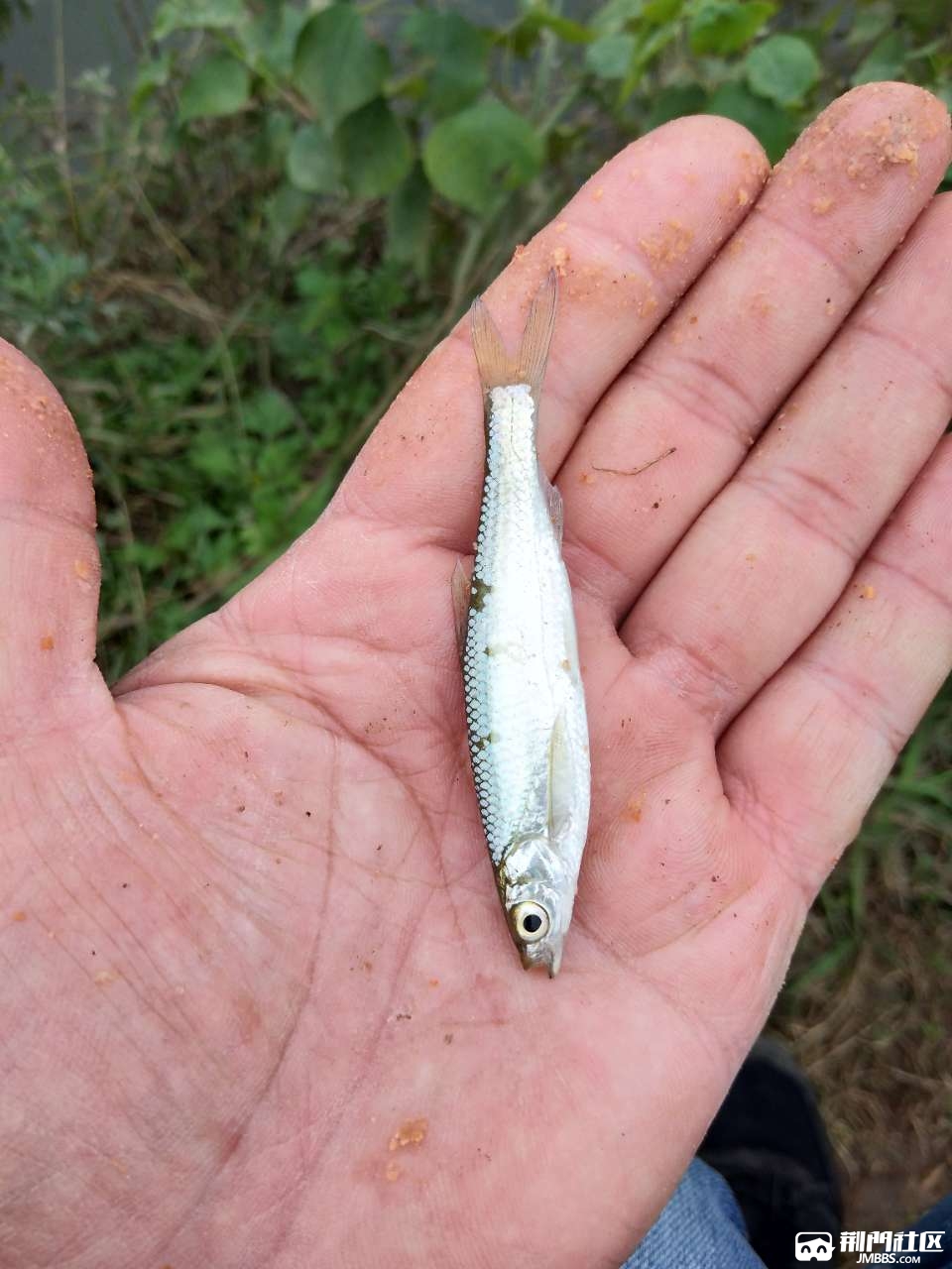 捏小鱼雀实多……  一层接一层,层出不穷啊