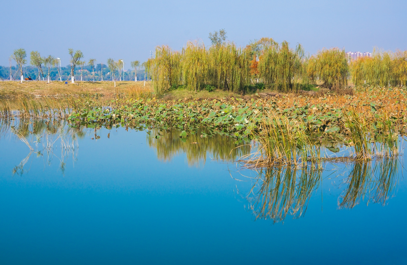 走在荆门凤凰湖湿地公园