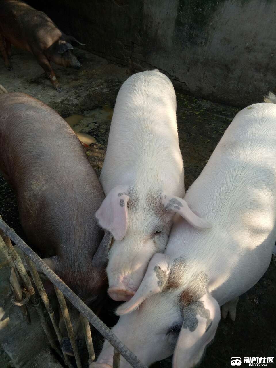 农家猪喂多了卖四头