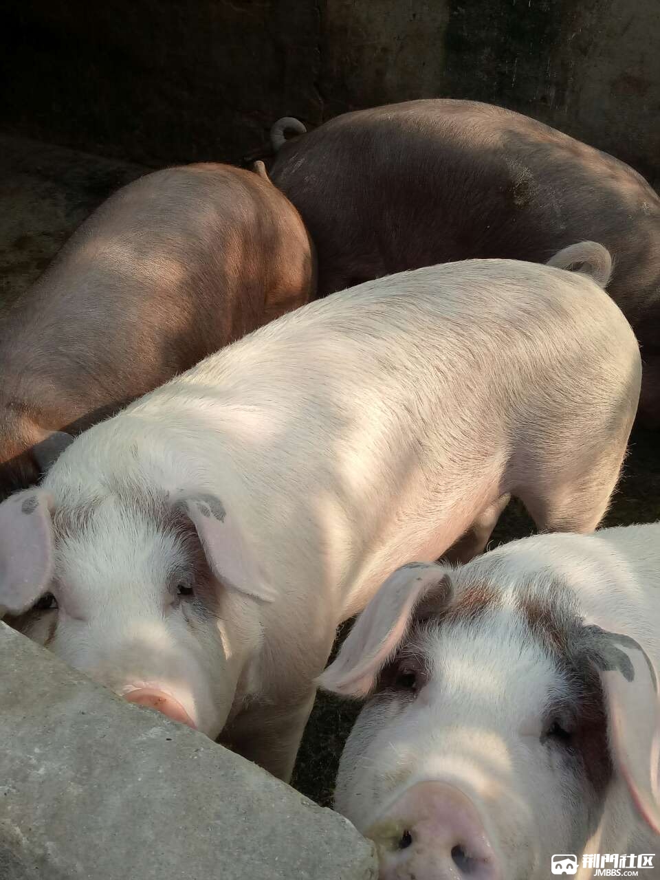 农家猪喂多了卖四头