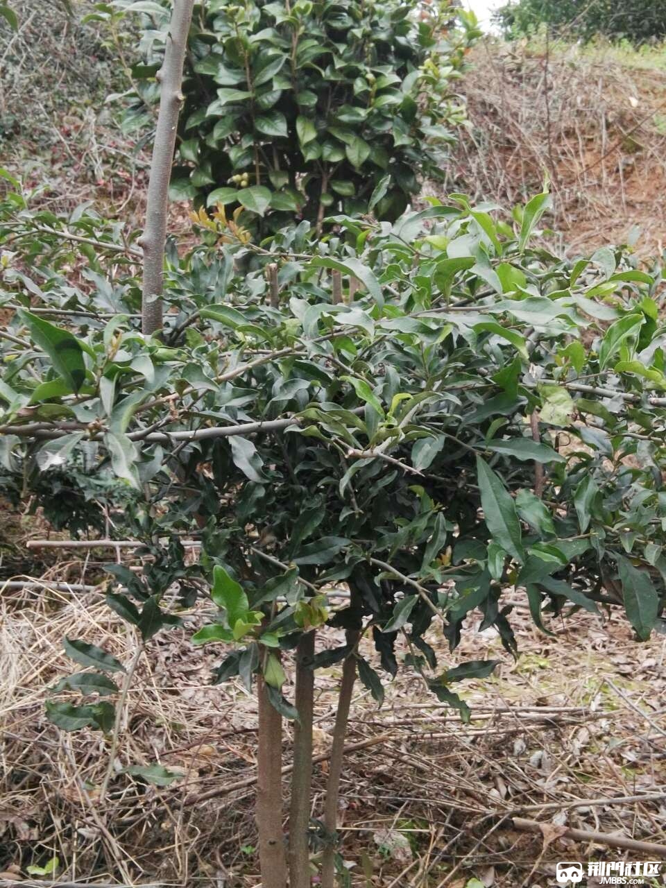 金弹子树苗出售