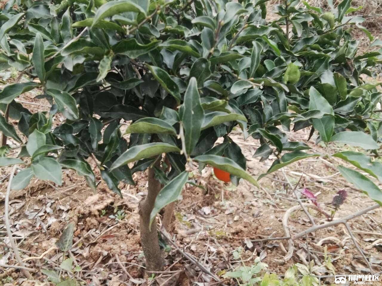 金弹子树苗出售