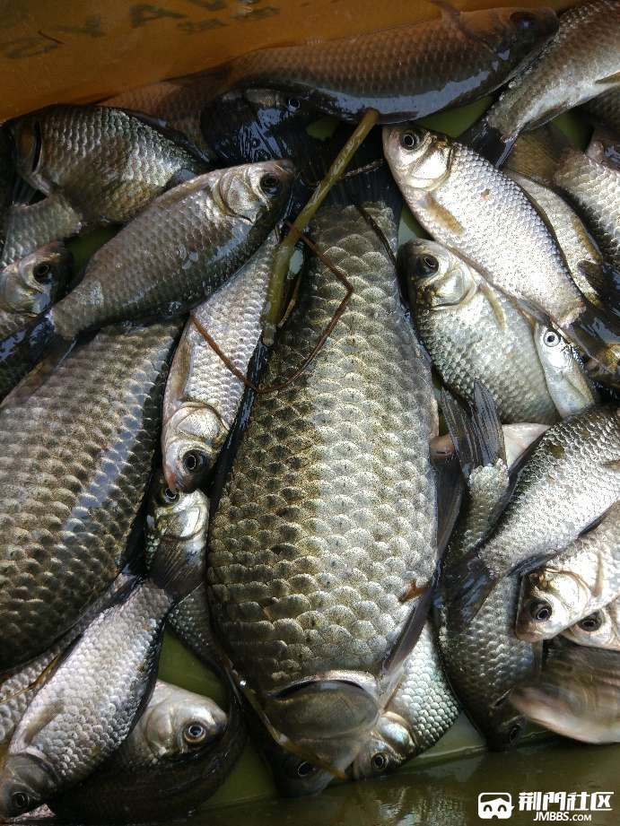 【每日一鱼】大板板鲫鱼