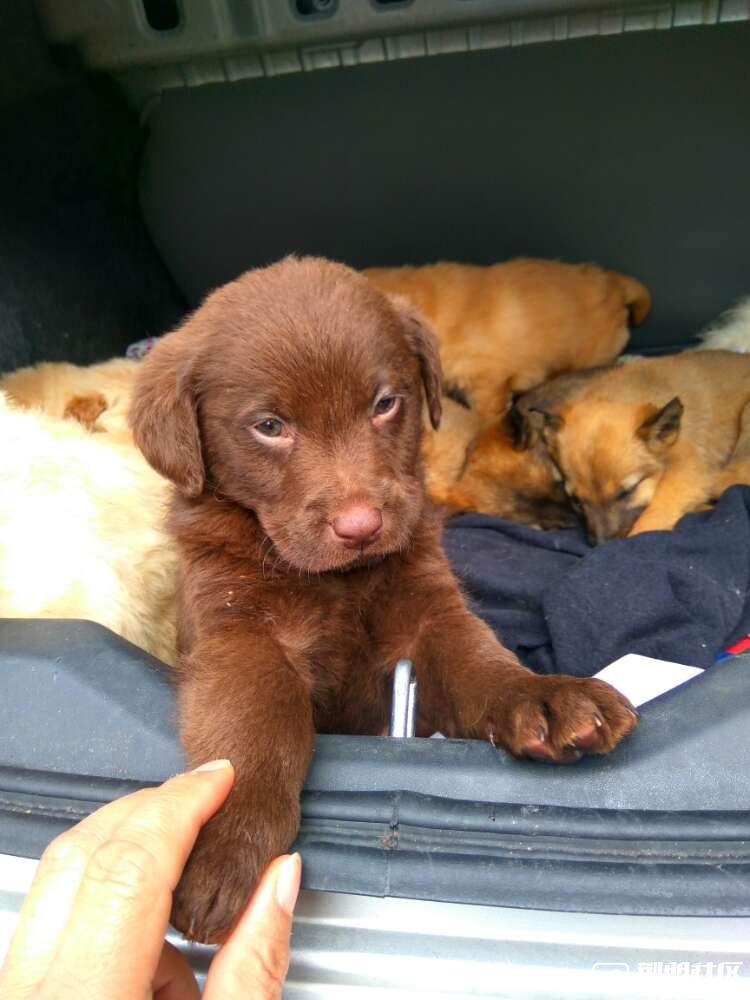 马犬拉不拉多金毛泰迪有售
