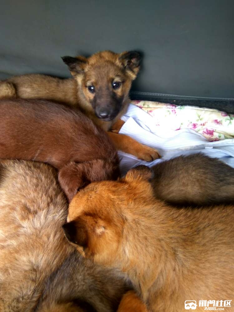 马犬拉不拉多金毛泰迪有售