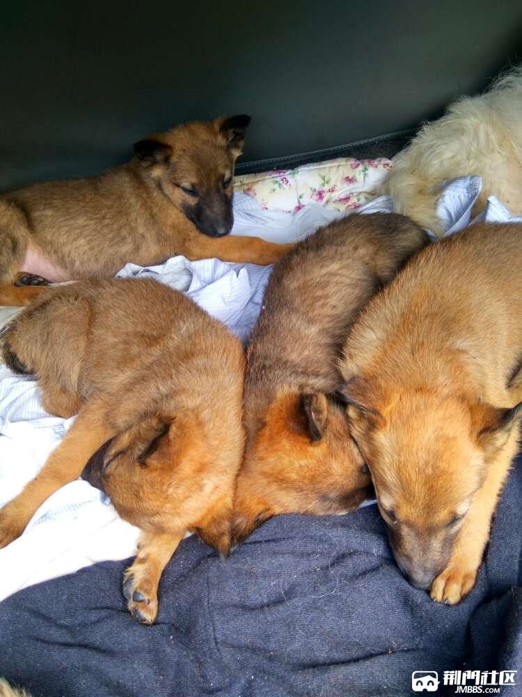 马犬金毛拉不拉多,泰迪有售