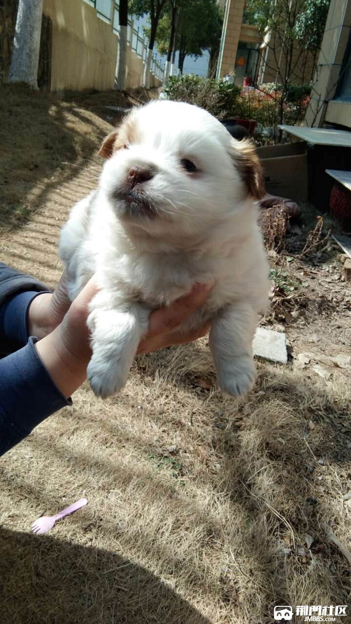 蝴蝶犬串串幼崽,免費送