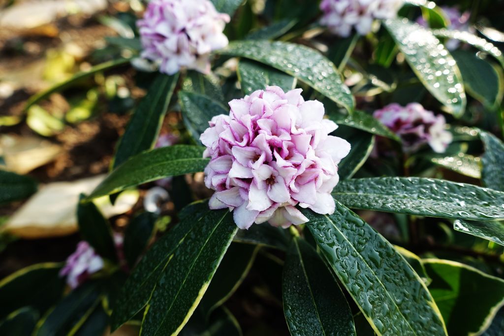 寻找荆门之美春暖花开浓浓的瑞香花