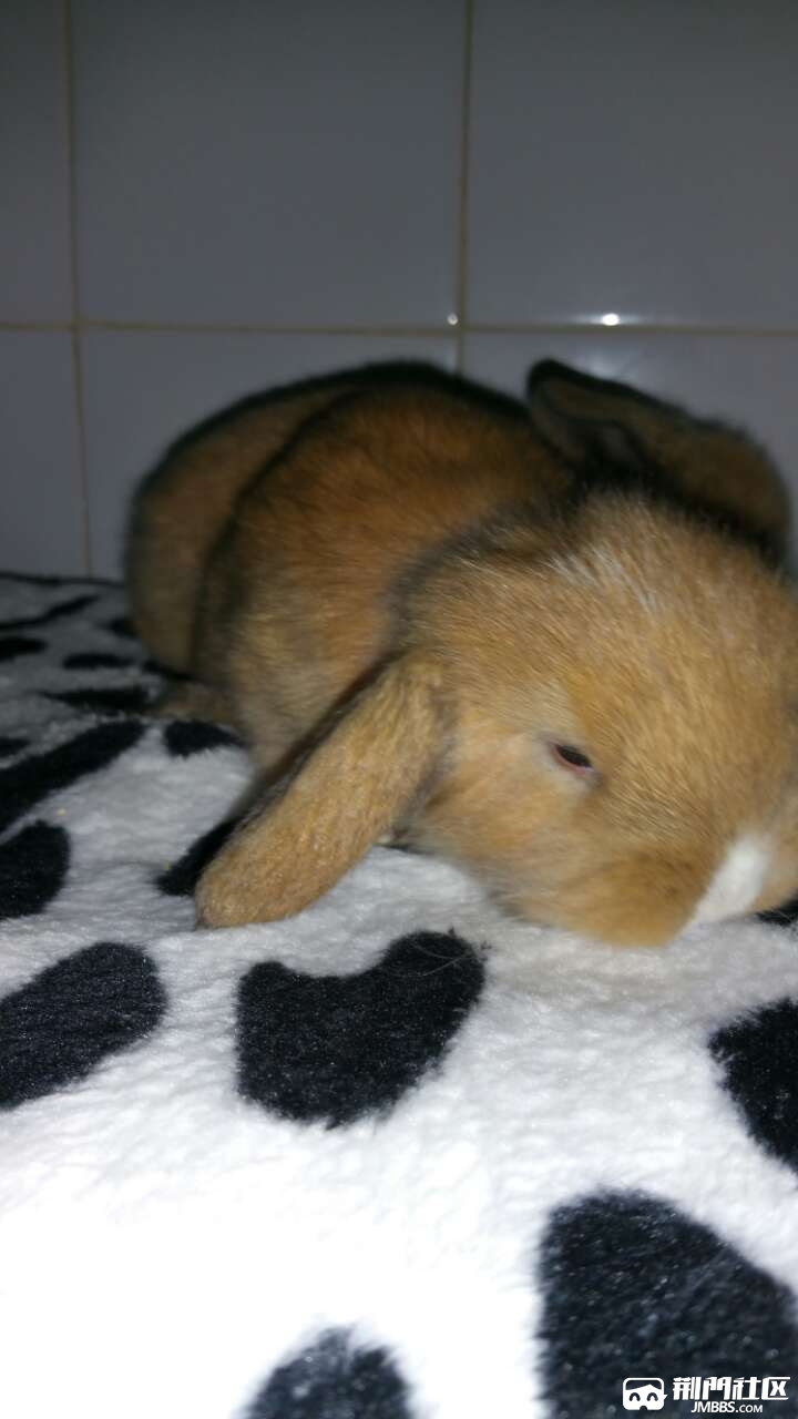 出售:垂耳兔 幼崽