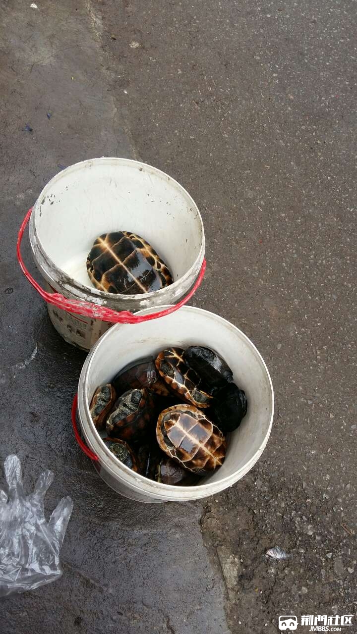 土乌龟到了13886930691