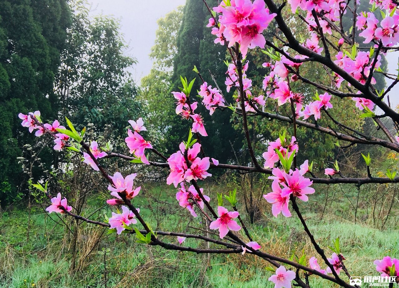  君曾留意 身邊桃花灼灼開