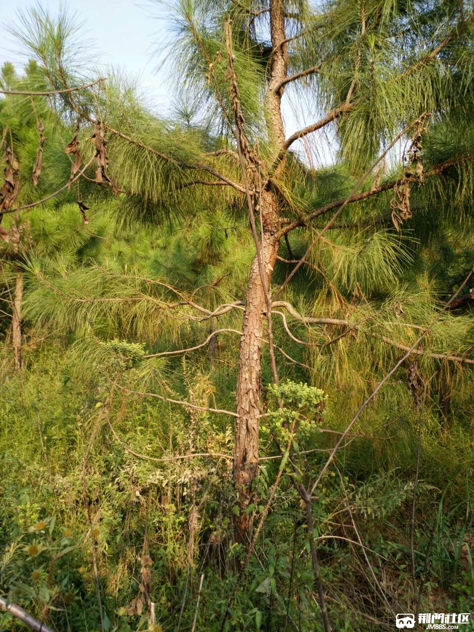 有400畝溼地松林轉讓,交通便利,適合投資或林下養